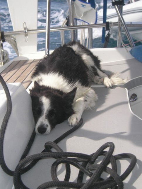 Daisy taking a nap while Eira is under sail